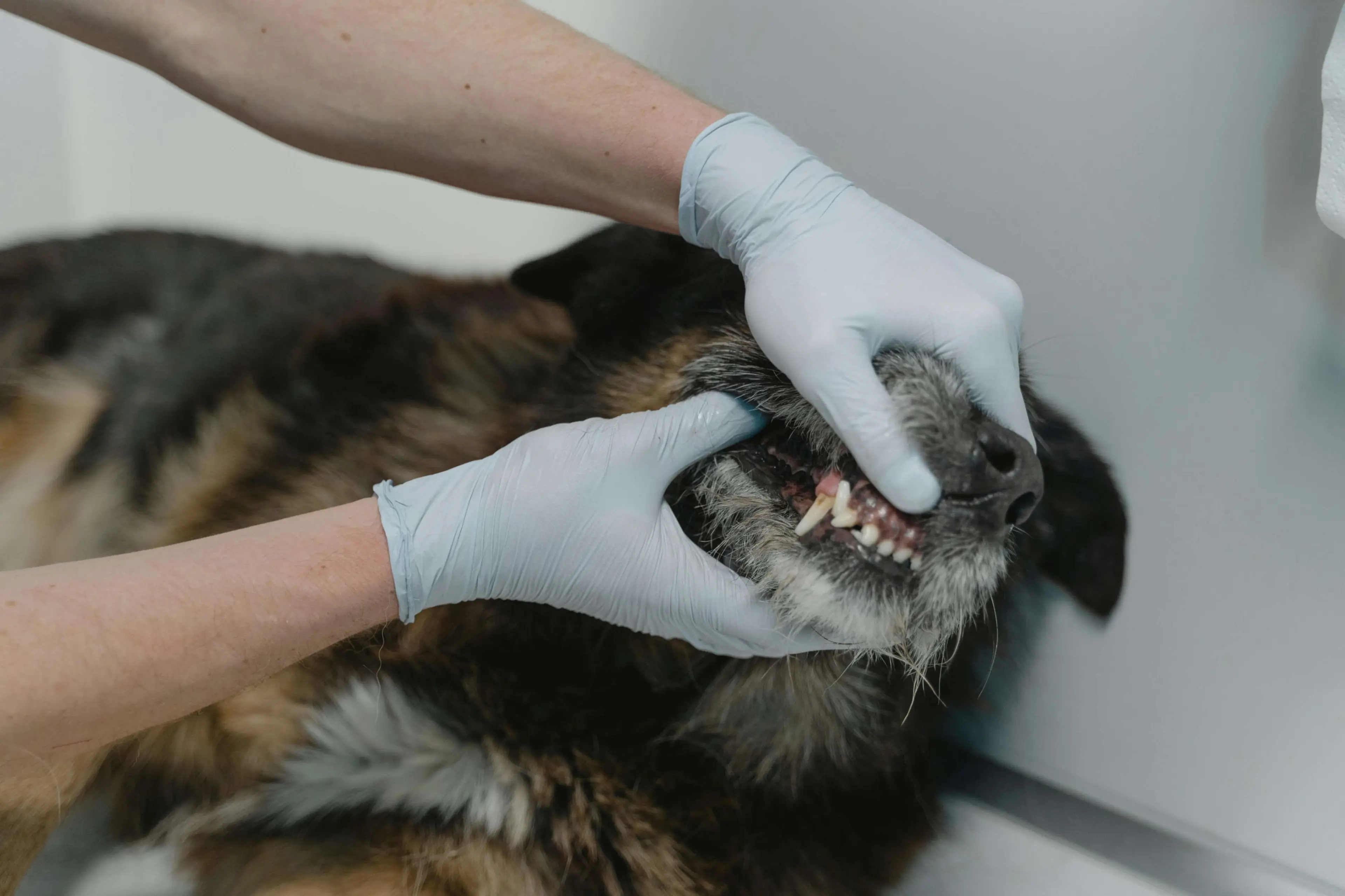 pet vaccination