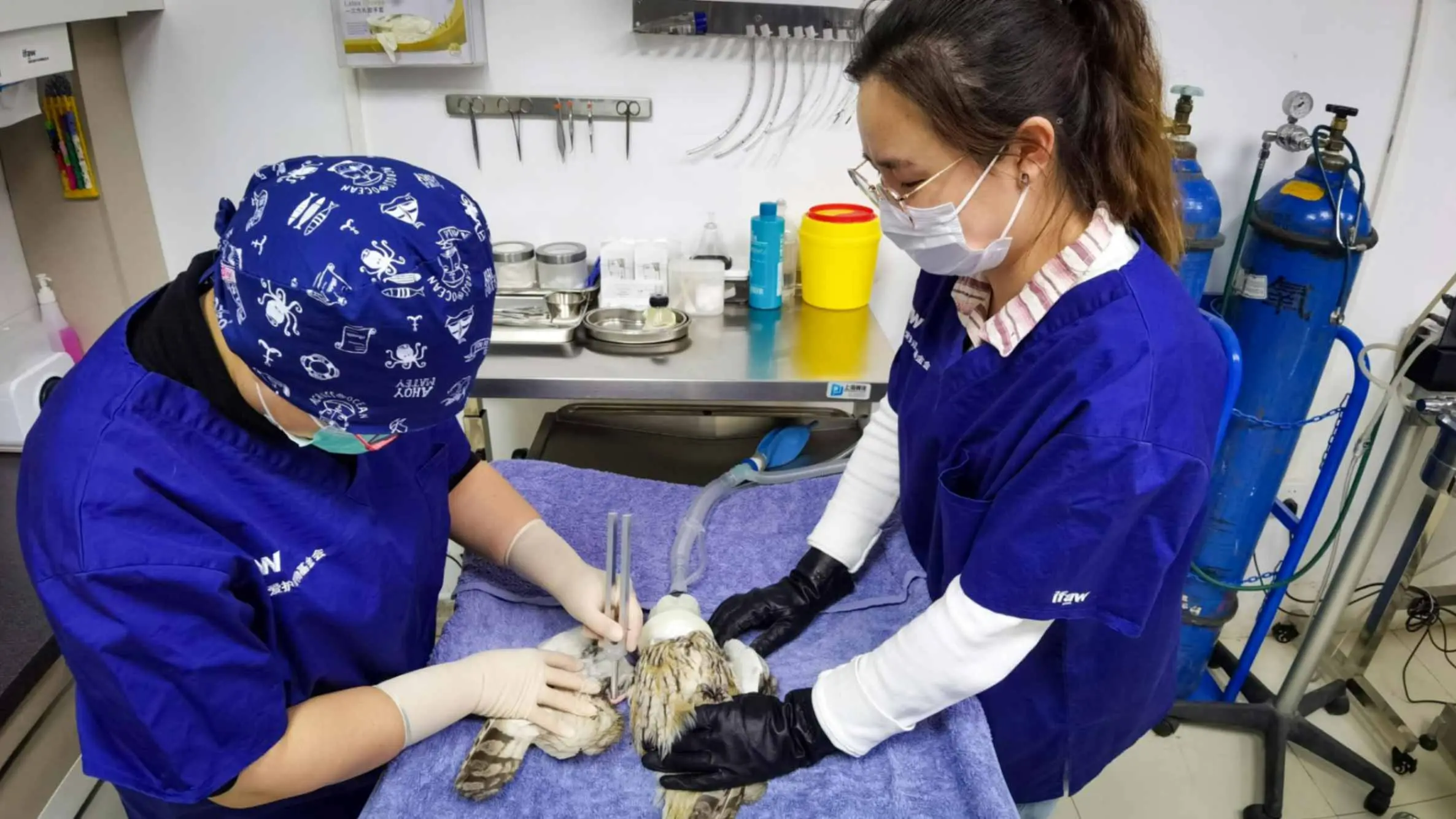 All Types of Pets Surgery